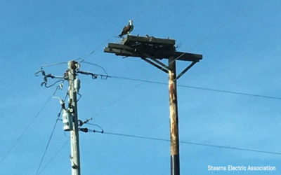 Osprey near Grey Eagle gets new nest — one that won’t catch fire