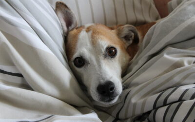 Keeping Pets and Energy Bills Comfortable