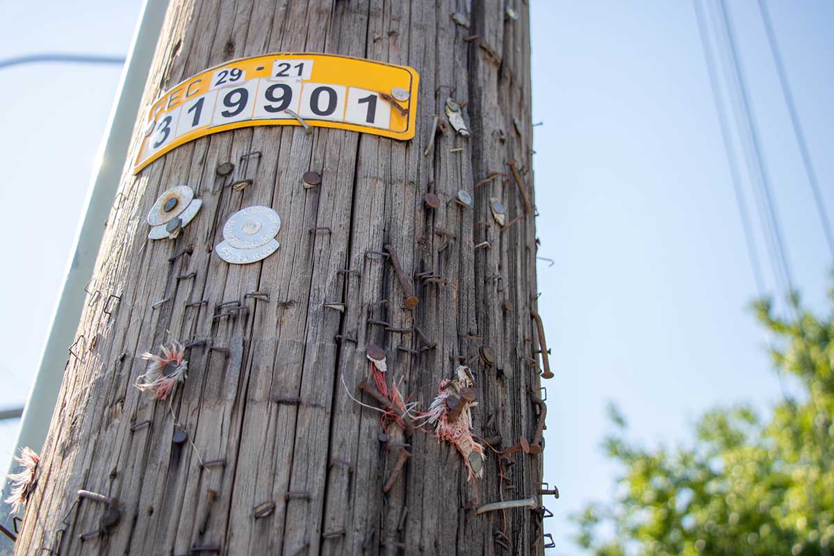 power pole with staples and nails sticking out of it